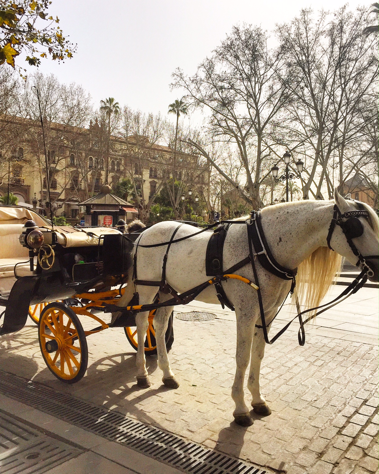 Horse and Carriage in Seville