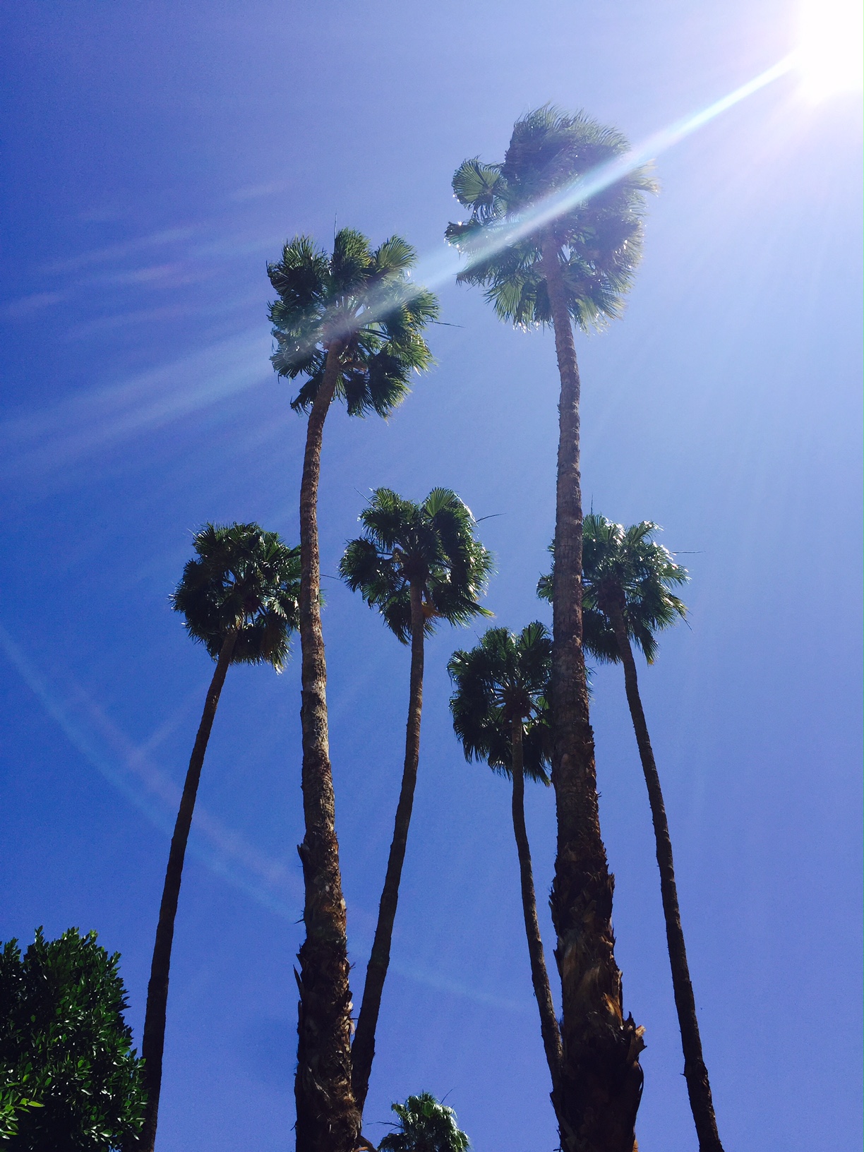 The Parker, Palm Springs 