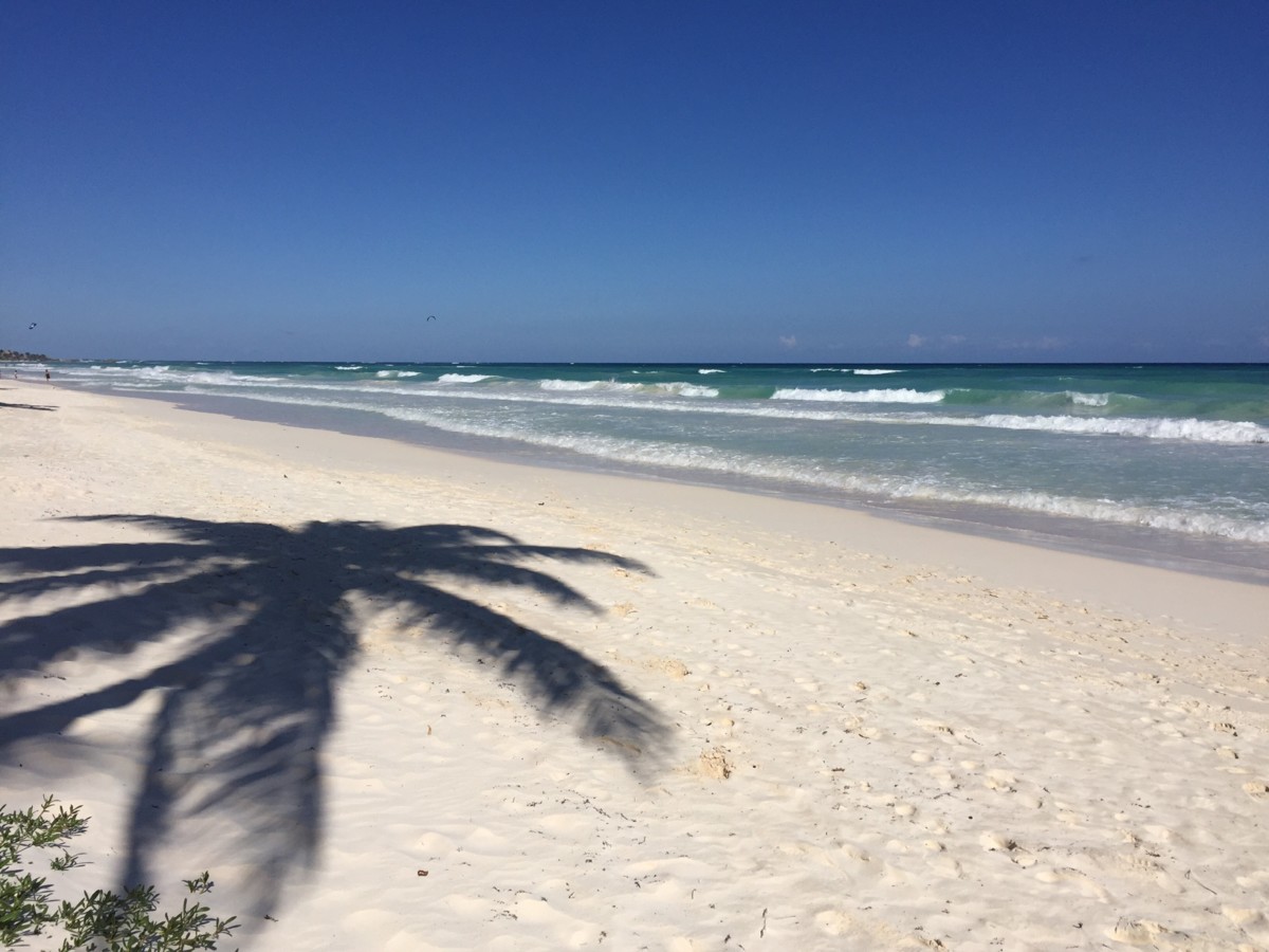 tulum-beach-palm-tree-reflection