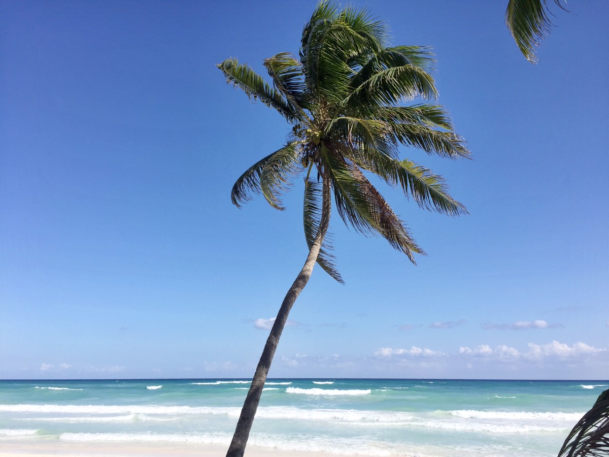 tulum-beach-palm-tree