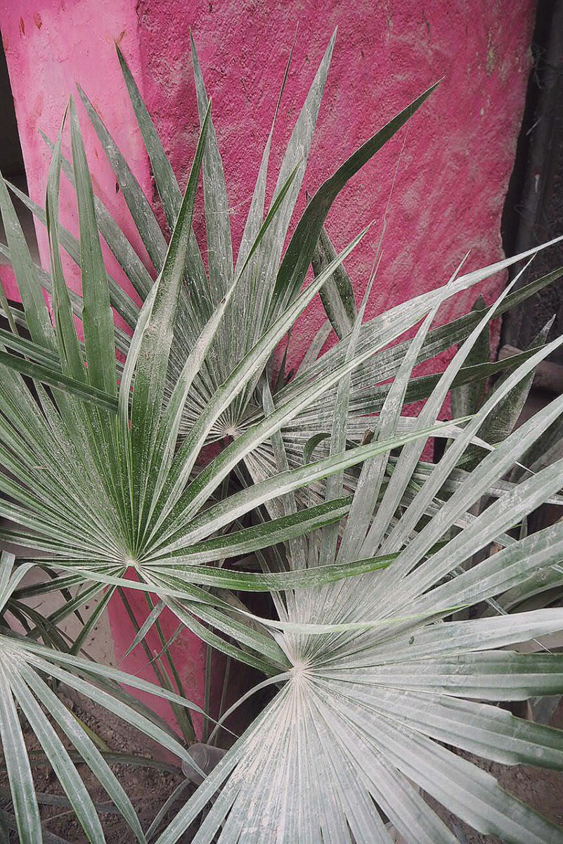 tulum-jungle-palm-prints