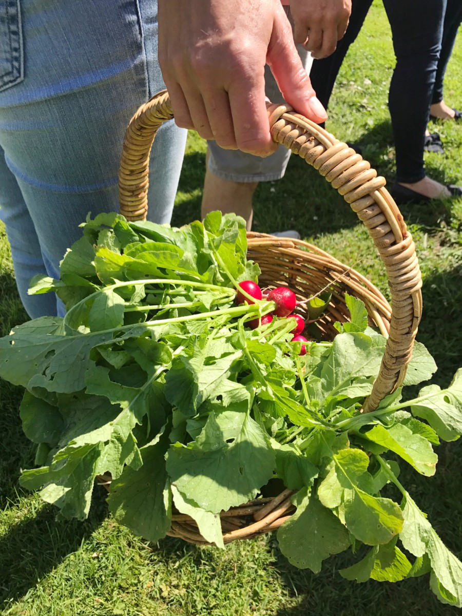 Thyme Cooking Class Rhubarb