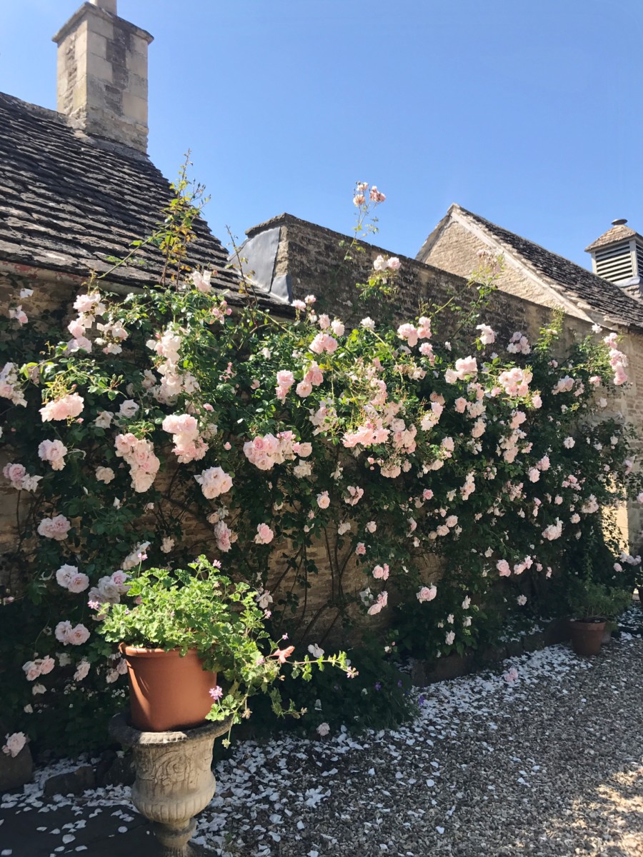 Thyme Rose Garden
