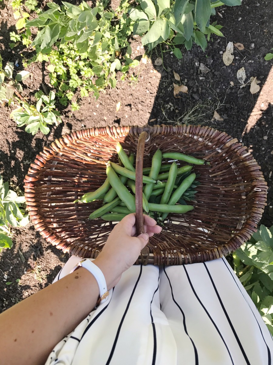 Thyme Veggie Patch Bean Picking