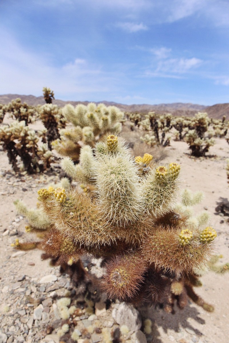 Joshua Tree national park cactus